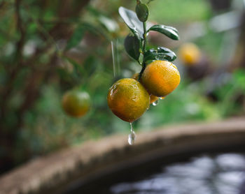 Close-up of orange fruit on tree