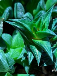 Close-up of wet plant leaves