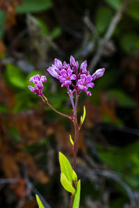 Close-up of purple flowering plant