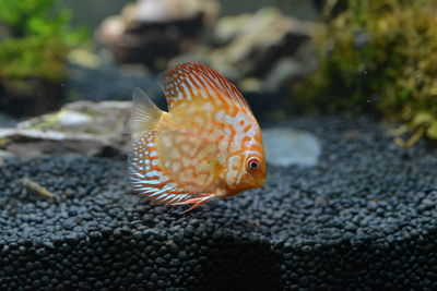 Close-up of fish swimming in sea