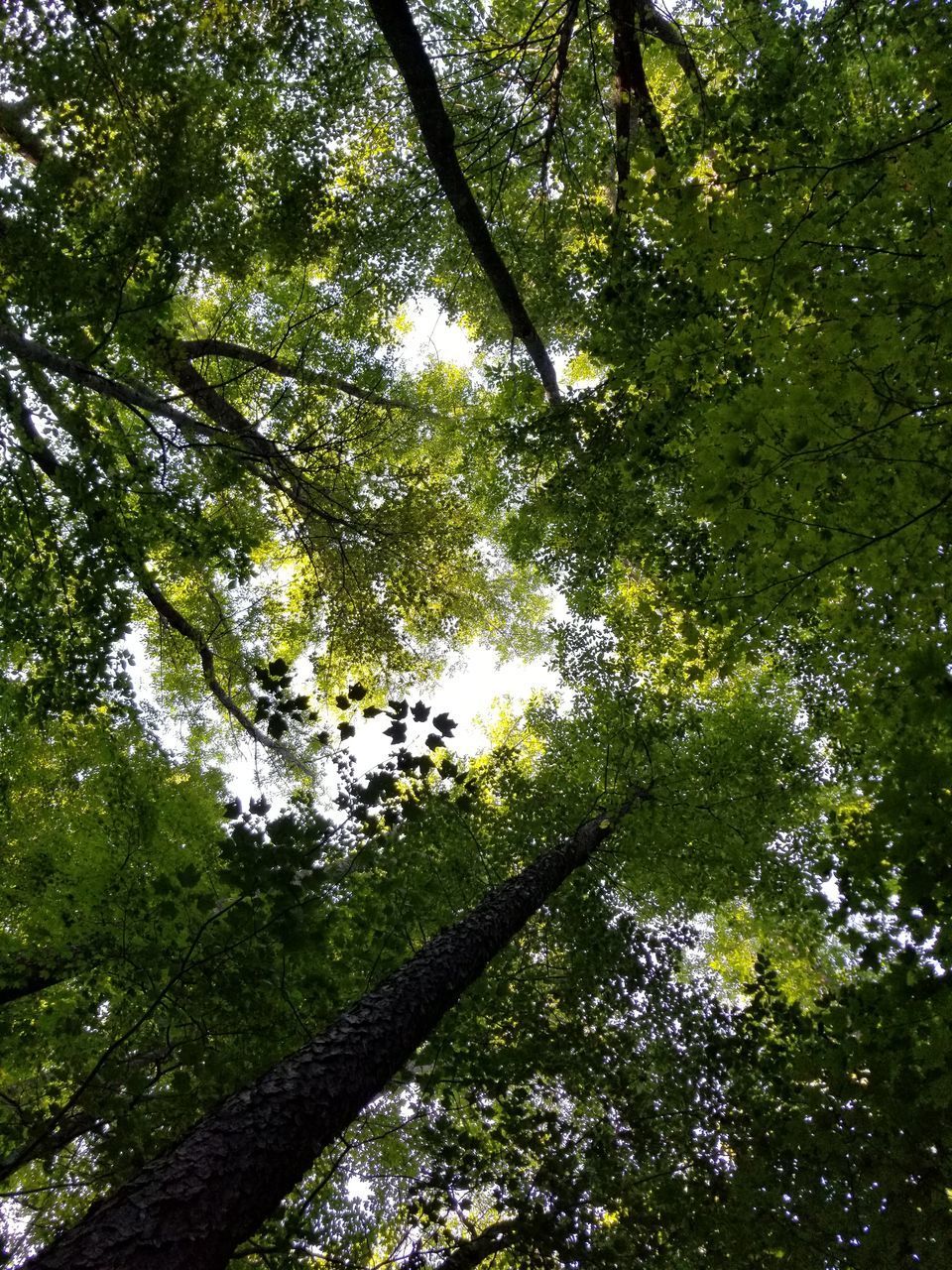 LOW ANGLE VIEW OF TREES AGAINST SKY