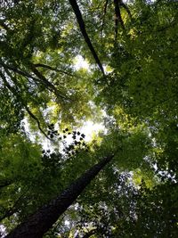 Low angle view of trees in forest