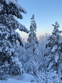 Snow covered pine trees