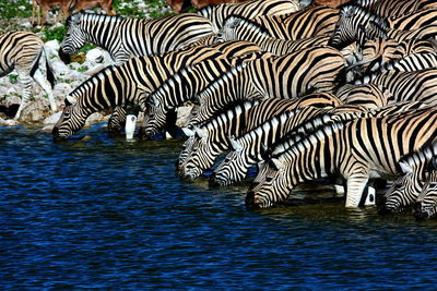 View of zebra in water