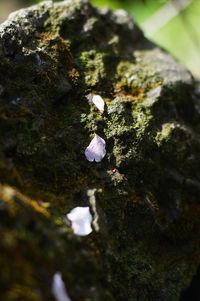 Close-up of moss on rock