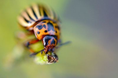 Close-up of spider