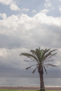 Palm tree by sea against sky