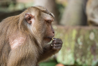 Close-up of monkey