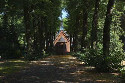 Walkway amidst trees in forest