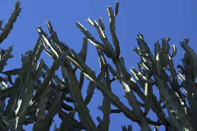 Low angle view of plants against clear blue sky