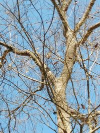 Low angle view of bare tree against sky