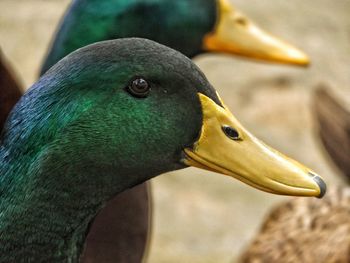 Close-up of male mallard ducks