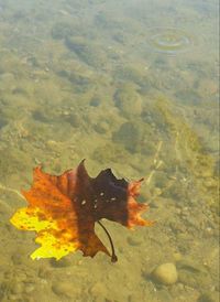 Plants in pond