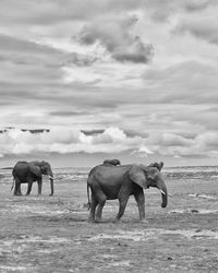 Horses on elephant against sky