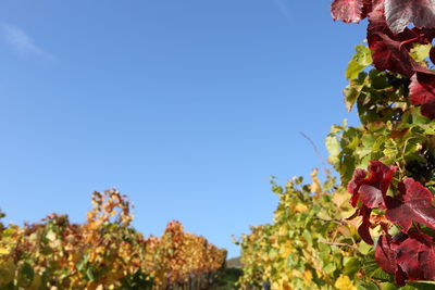 Low angle view of flowering plants against blue sky