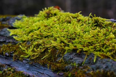 Close-up of plants