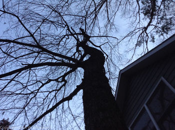 Low angle view of bare trees against sky