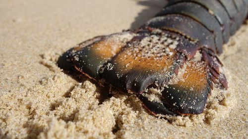 Close-up of crab on sand