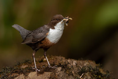 Close-up of bird perching on rock 