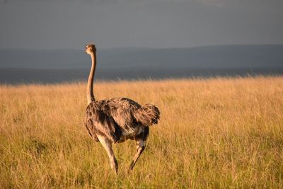 Ostrich in the savanna 