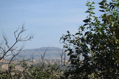 Plants growing on land against sky