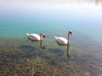 High angle view of swans swimming in lake