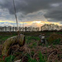 Plants growing on land against sky during sunset