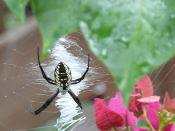 Close-up of spider on web