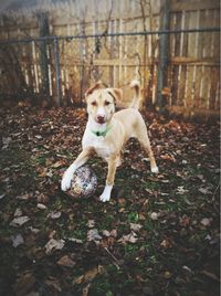 Portrait of dog