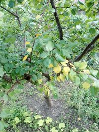 Low angle view of tree