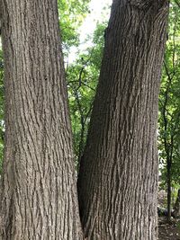 Close-up of tree trunk