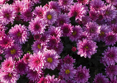 Close-up of pink flowering plants