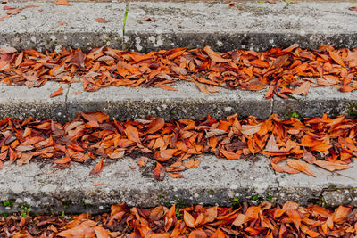 High angle view of fallen autumn leaves on steps