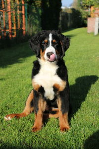 Portrait of dog sitting on field