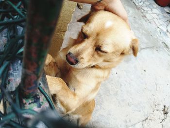 High angle view of hand holding dog