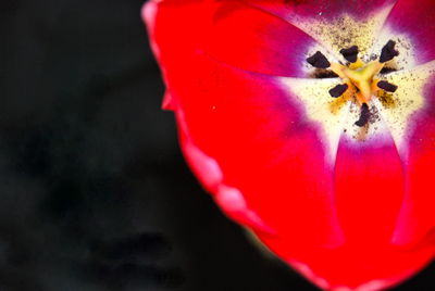 Close-up of water drops on pink rose