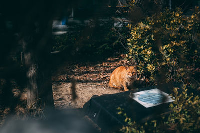 High angle view of cat sitting on land