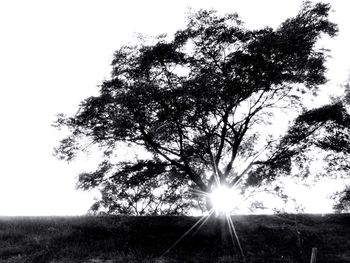 Sun shining through trees