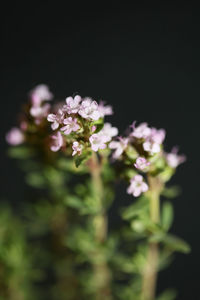 Close-up of flowering plant against black background