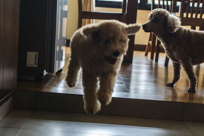 Dogs on tiled floor at home