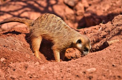 Meerkat digs a deep hole in the sand