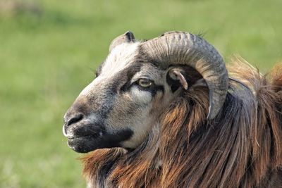 Close-up of sheep on sunny day