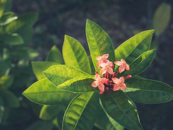 Close-up of flowers