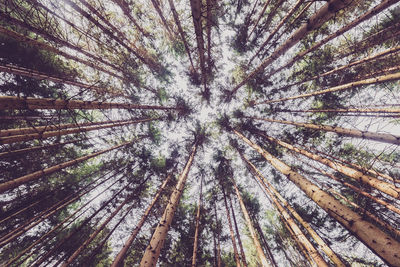 Low angle view of pine tree in forest