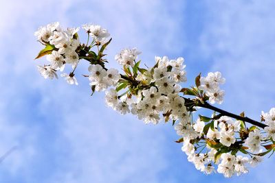 Low angle view of cherry blossom tree