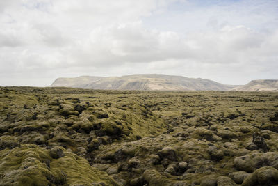 Moss covered lava rocks in eldrauhn, iceland