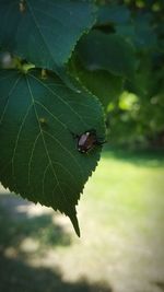 Close-up of insect on leaf