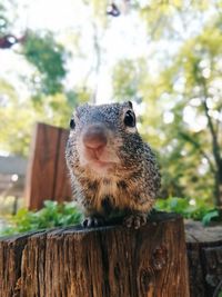 Portrait of squirrel on tree stump