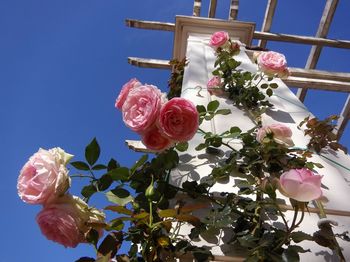 Low angle view of pink roses blooming against sky