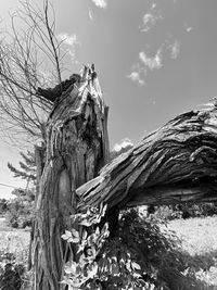 Close-up of tree trunk on field against sky